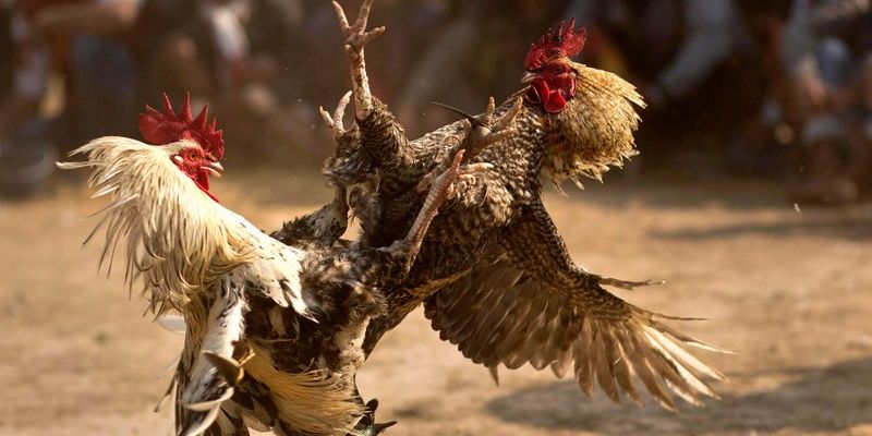 Lý do khiến sảnh cược đá gà J88 thu hút hàng triệu người tham gia